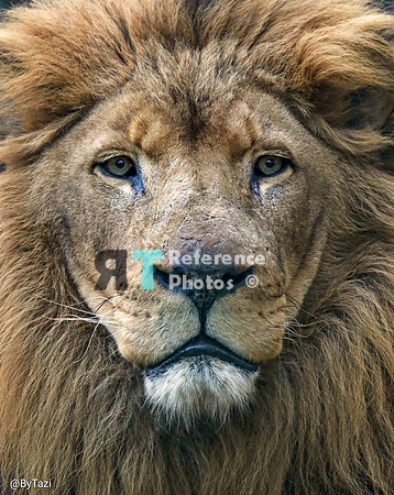 African lion