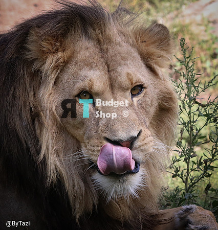 African lion
