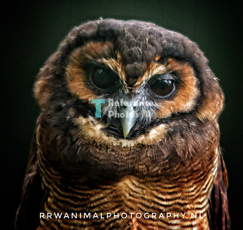 Malasian owl