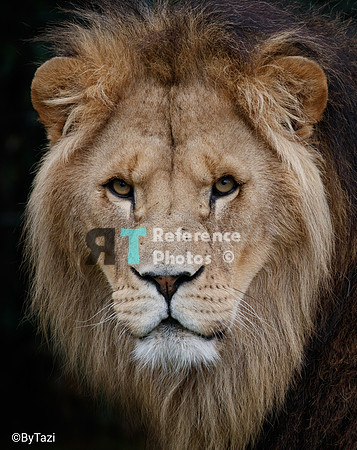 African lion