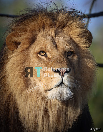 African lion