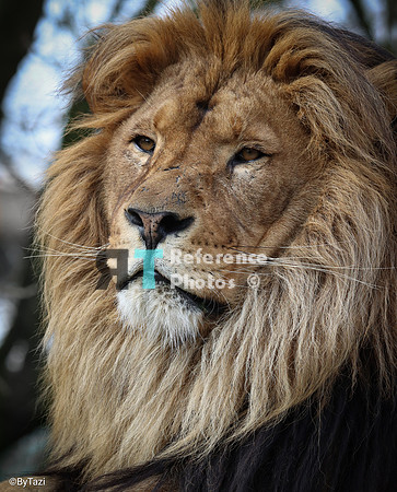 African lion