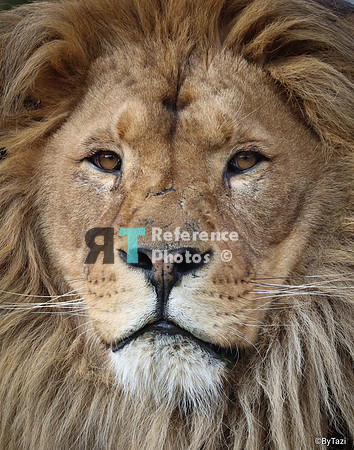 African lion