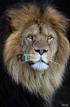 African lion (colour)