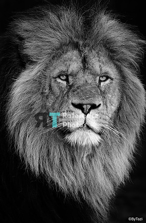 African lion (B&W)