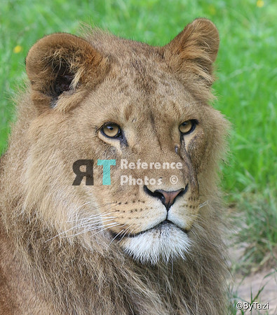 African lion
