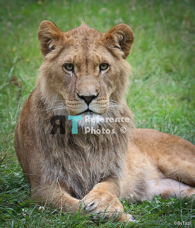 African lion