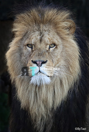 African lion (colour)