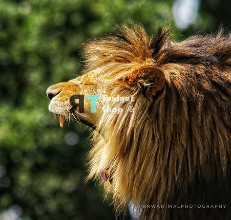 African lion