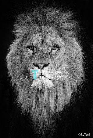 African lion