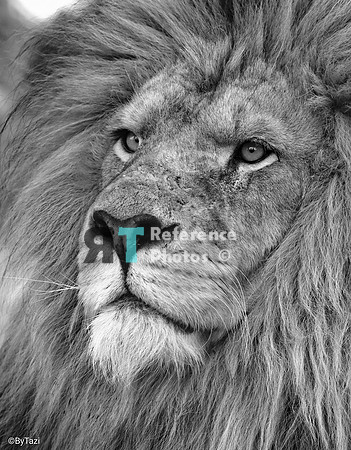 African lion