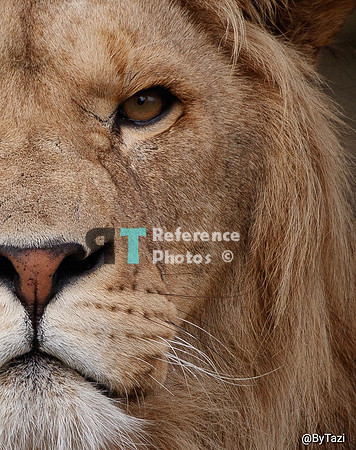 African lion (cropped)