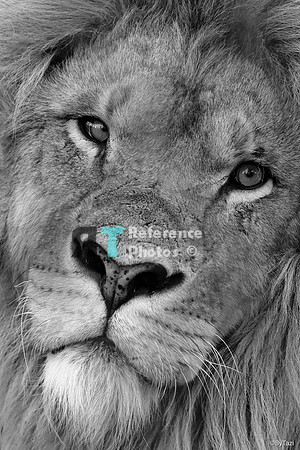 African lion