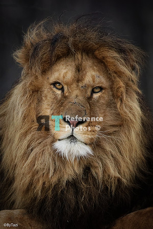 Lion portrait