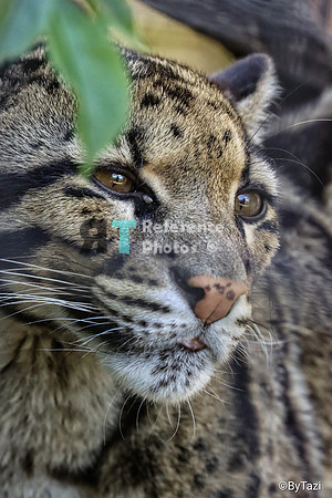 Clouded leopard