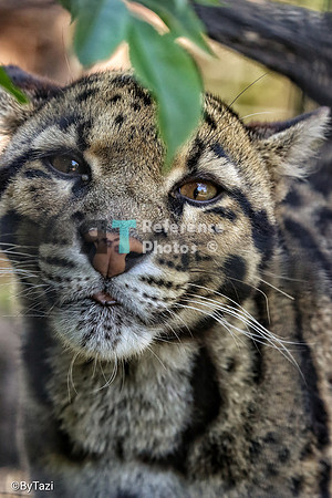 Clouded leopard