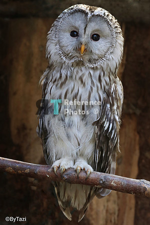 Ural owl