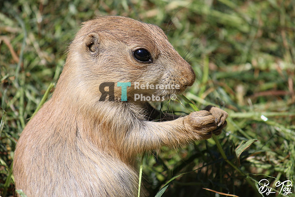 Prairie dog