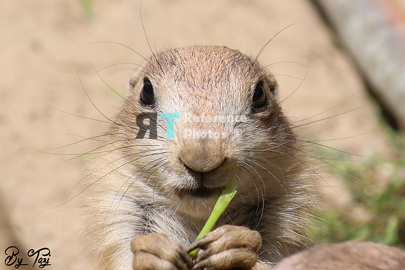 Prairie dog