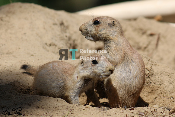 Prairie dog