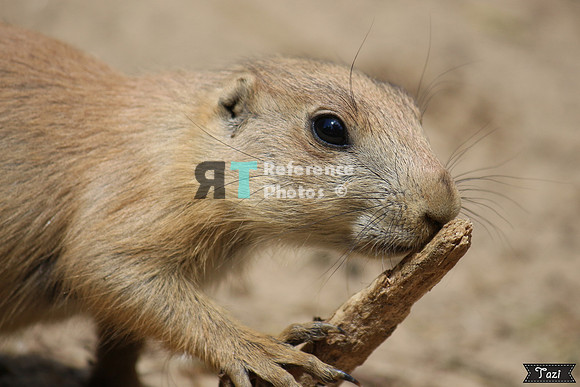 Prairie dog