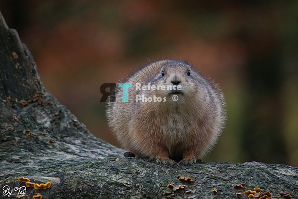 Prairie dog