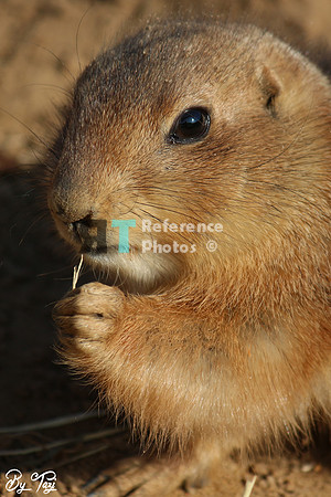 Prairie dog