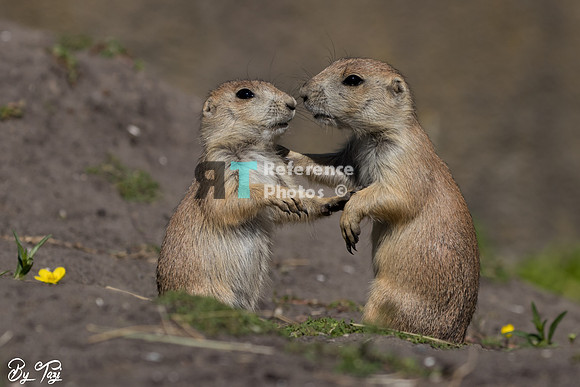 Prairie dog