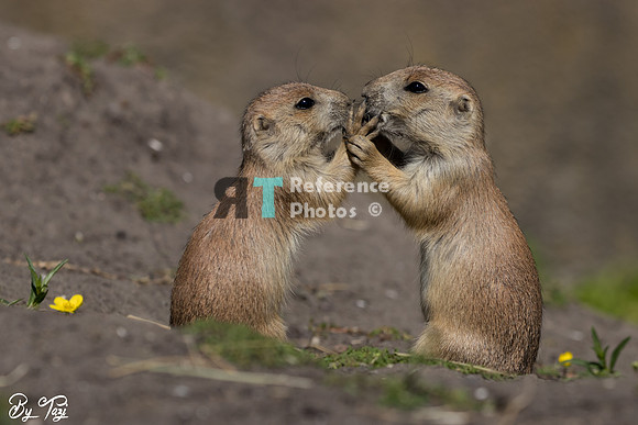 Prairie dogs kissing
