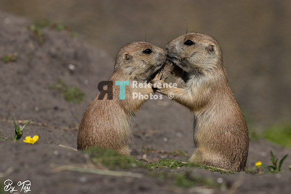 Prairie dogs kissing