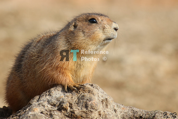 Prairie dog
