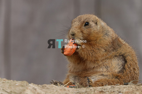 Prairie dog