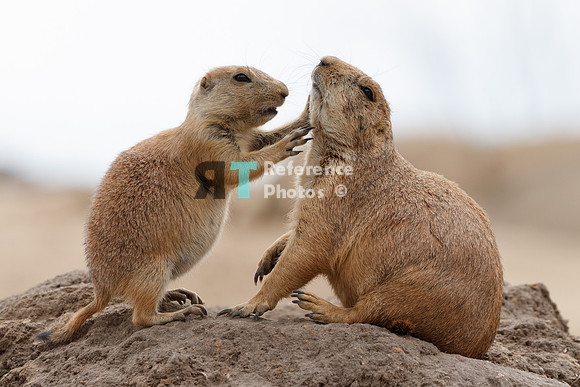 Prairie dog