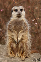 Meerkat