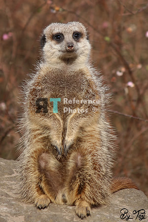Meerkat