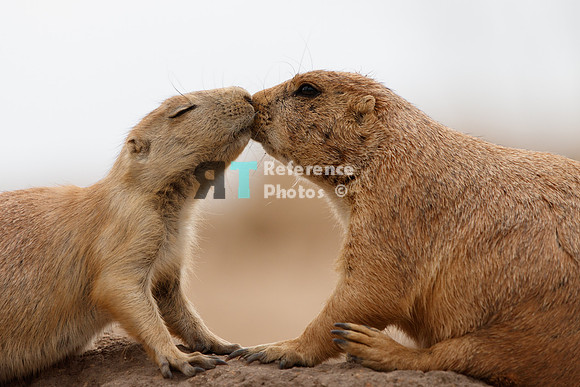 Prairie dogs kissing