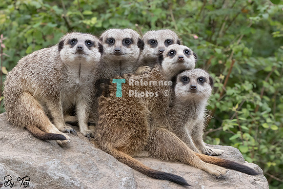 Meerkats