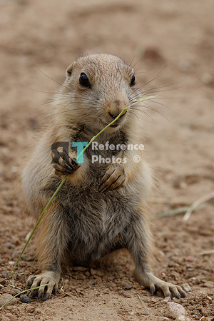Prairie dog