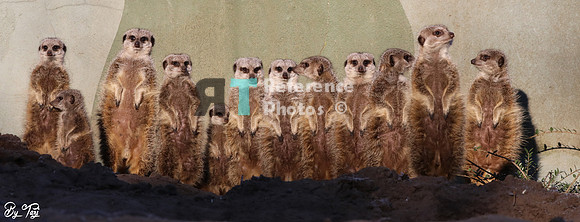 Meerkats