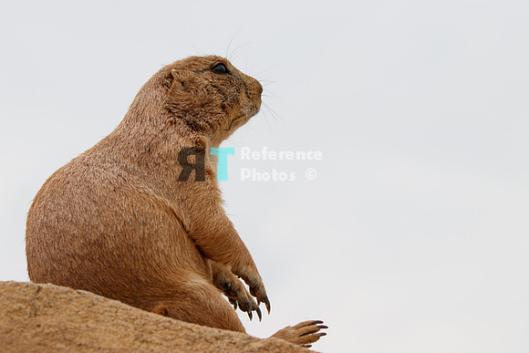 Prairie dog
