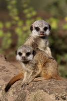 Meerkat