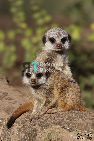 Meerkat