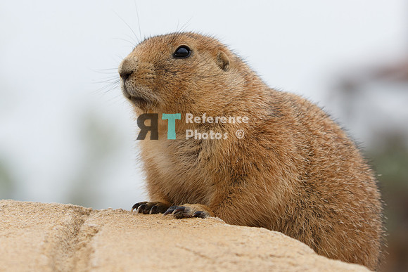 Prairie dog
