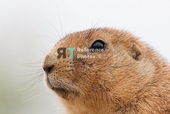 Prairie dog