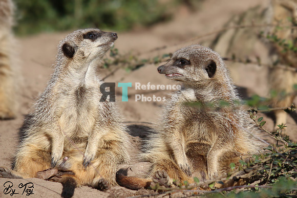 Meerkats