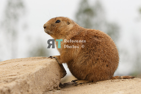 Prairie dog
