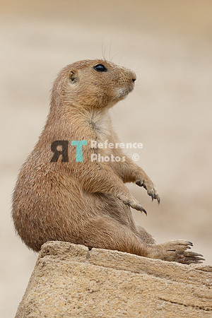 Prairie dog