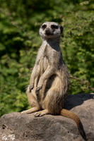 Meerkat