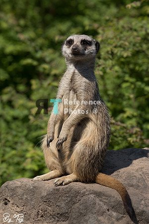 Meerkat