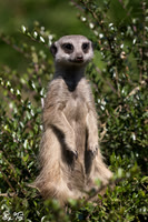 Meerkat